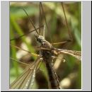 Tipula sp - Schnake 07c.jpg